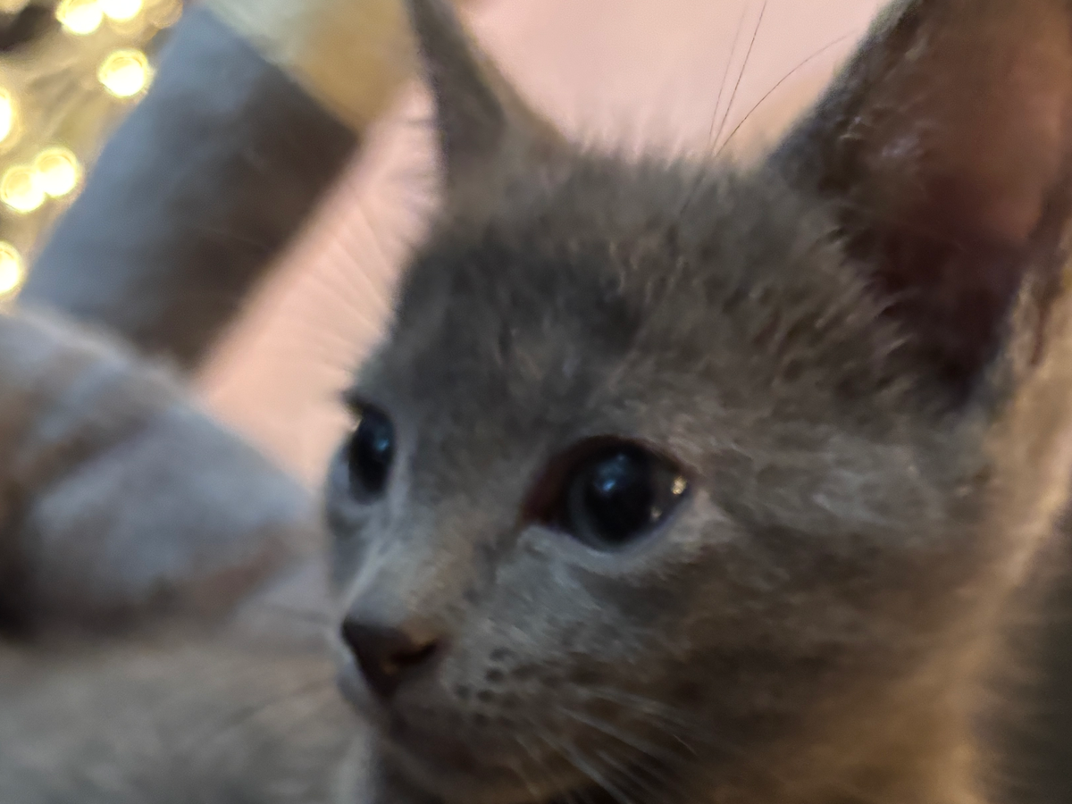 Save Silver: Urgent Amputation Needed campaign photo, 1 of 4