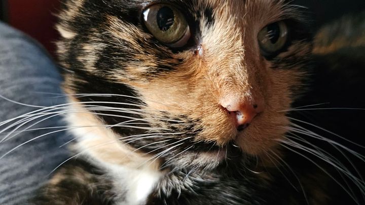 Support for Meek the Cat’s Cancer Surgery and Care campaign photo, 1 of 6