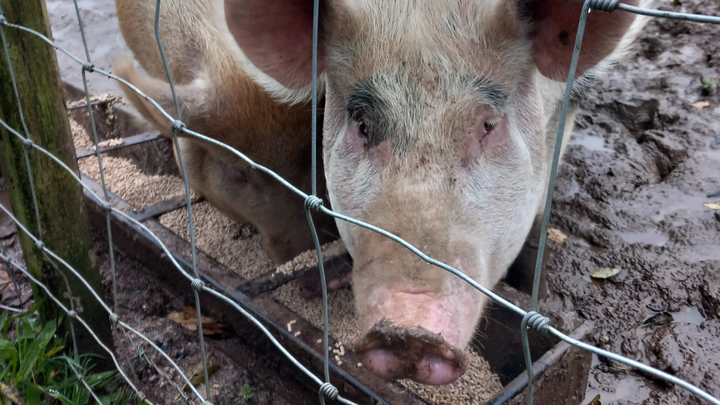 Please help save these pigs campaign photo, 1 of 4