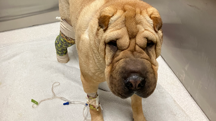 Donate to Teddy's Urgent Medical Treatment campaign photo, 1 of 4