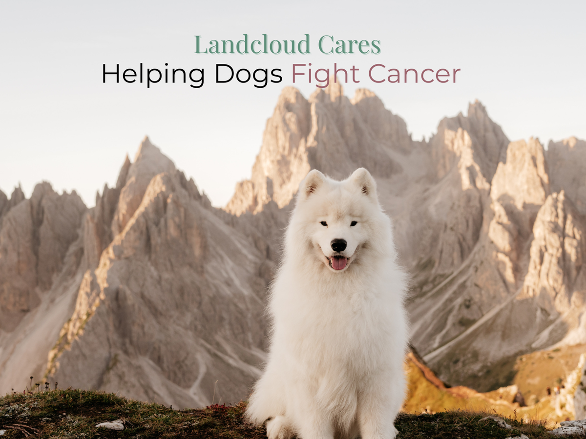 Fundraiser’s main image