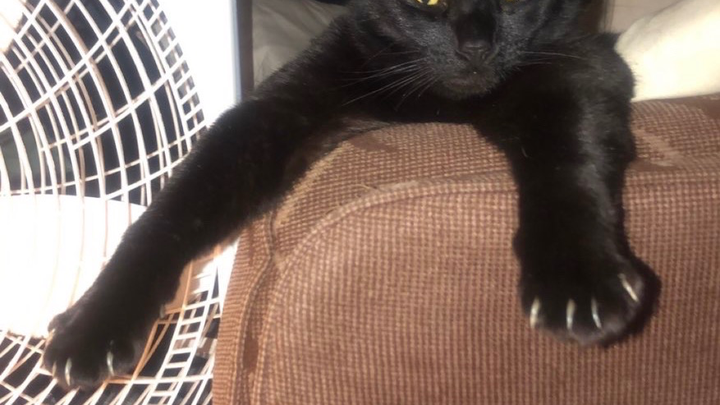 Help Save a Beloved Cat in Critical Condition campaign photo, 1 of 6