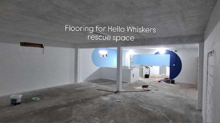 Flooring the Future for Hello Whiskers Kitten Rescue campaign photo, 1 of 8