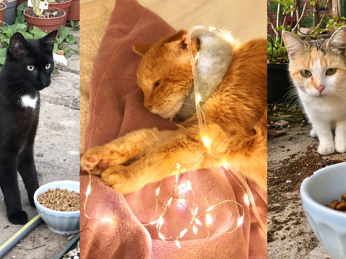 Mikey, Mikeyland kitties & Meowmy campaign photo, 1 of 3