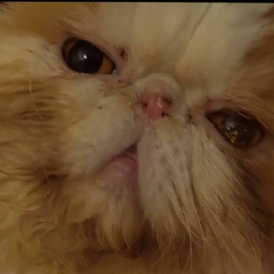 Please Donate To Urgent Help For Sick Teddy Bamse