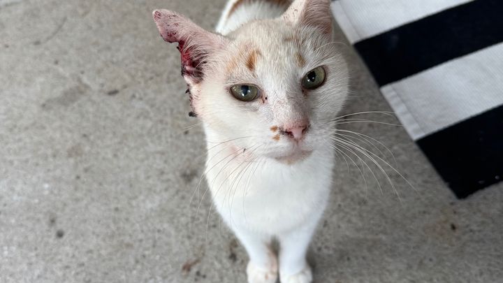 Help WILL FERAL Get Vet Care campaign photo, 1 of 7