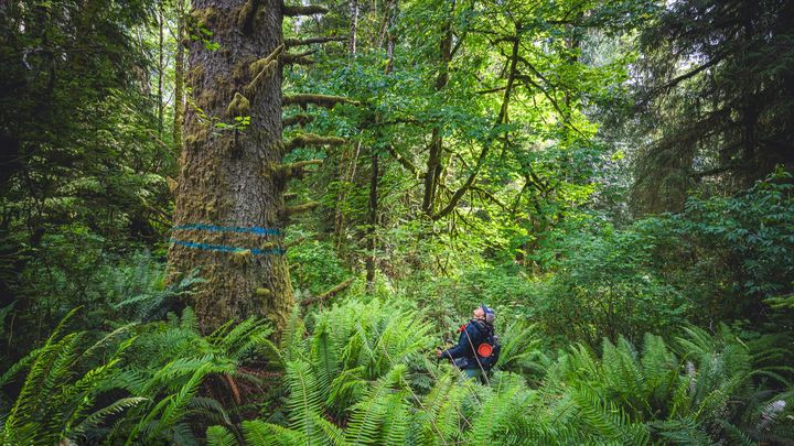 Save Twin Rivers Legacy Forests (“Doc Holliday” Timber Sale)