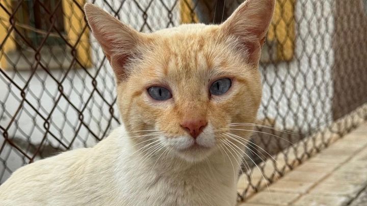 Foto de la campaña Ayuda a Blanquito con Patrulla Felina, 1 de 6
