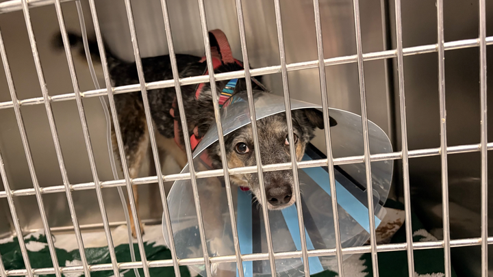 Help Rexie Fight for Her Life campaign photo, 1 of 7