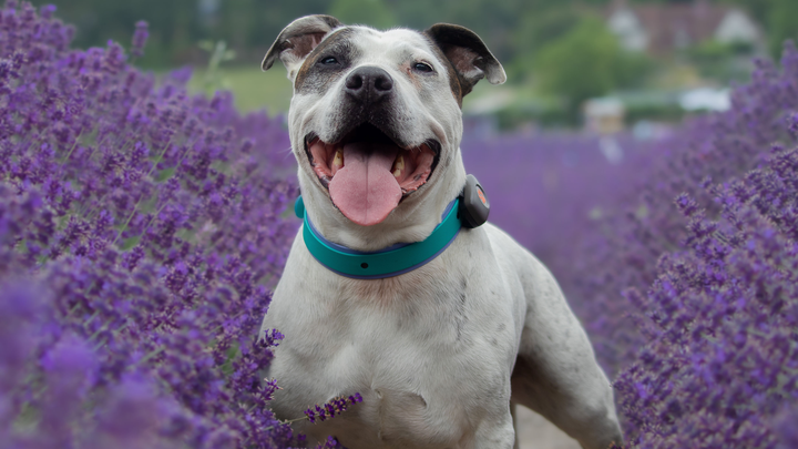 Snoopys spinal surgery campaign photo, 1 of 3