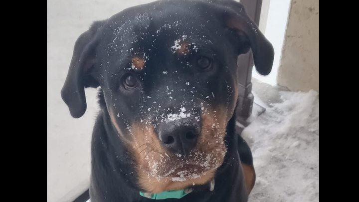 Help Save Vixen’s Life — Emergency Surgery for Pyometra campaign photo, 1 of 3