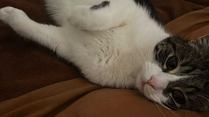 Rudy needs life-saving surgery campaign photo, 1 of 7
