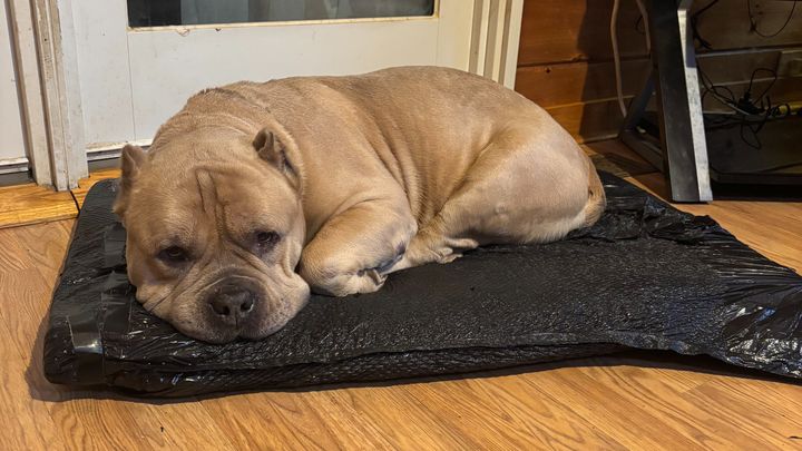 Help Kato Get Lifesaving Surgery campaign photo, 1 of 3