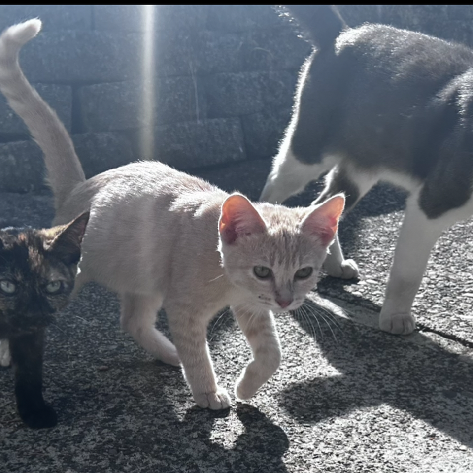 Feral Furbabies