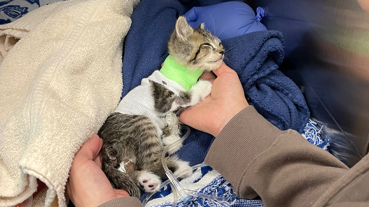 Help Save This Kitten's Eye and Health campaign photo, 1 of 7