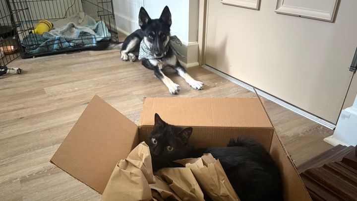 URGENT HOUSING CRISIS: Help My Pets & I Move to Portland campaign photo, 1 of 3