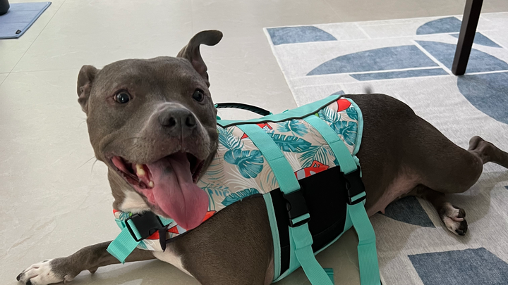 Donate to Stella's Recovery Journey campaign photo, 1 of 7