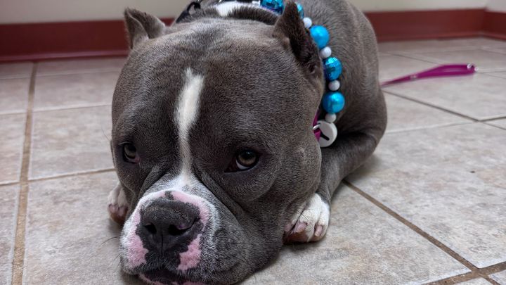 Help Betty Get the Surgery She Deserves campaign photo, 1 of 7
