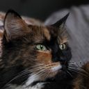 Profile photo of Tammy Ahmed