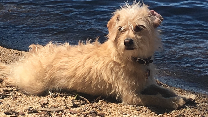 Donate for Walter's Urgent Medical Needs campaign photo, 1 of 8