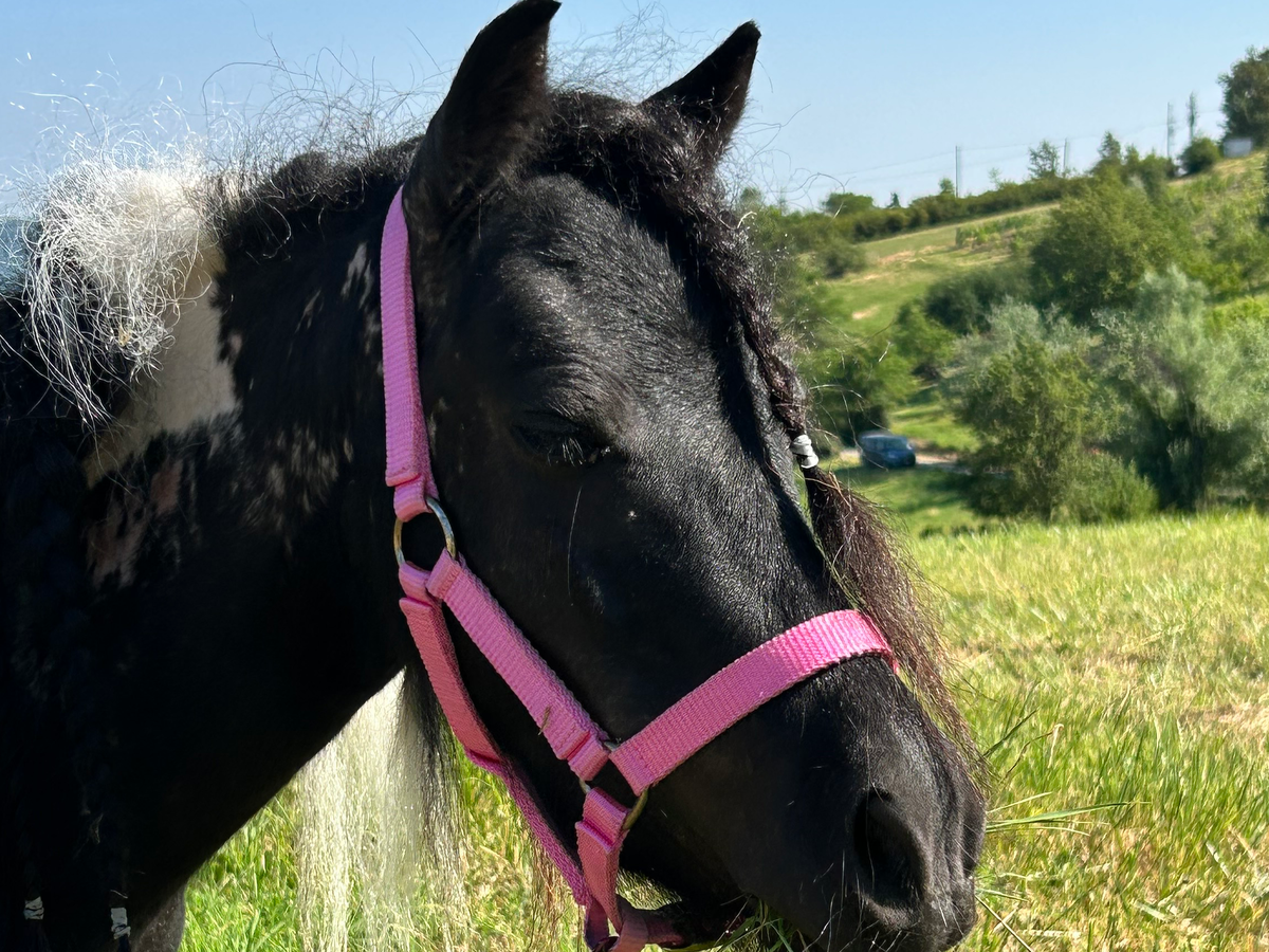 Aiutaci a finire la casetta per i nostri animali campaign photo, 1 of 5
