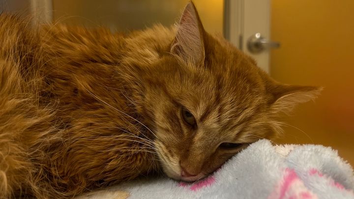 Pumpkin’s Medical Costs campaign photo, 1 of 3
