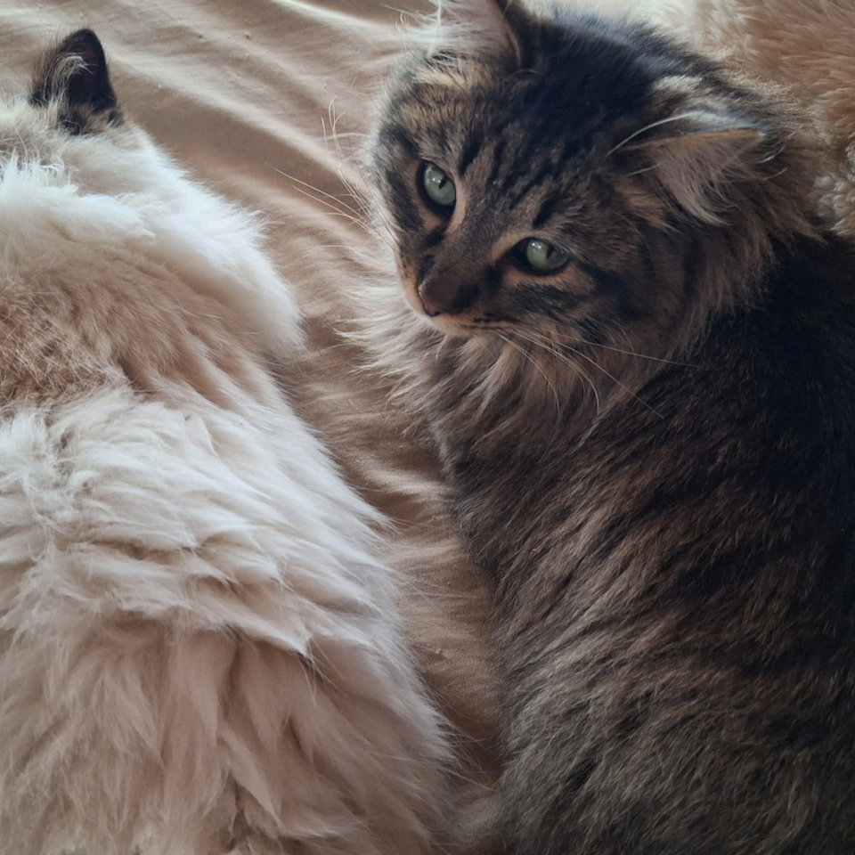 Help Victor Save His Home and Cats