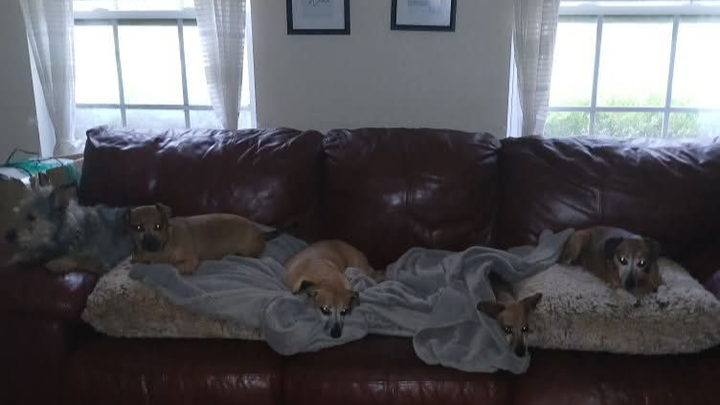 Save Sterling and Senior Dogs from Eviction campaign photo, 1 of 8