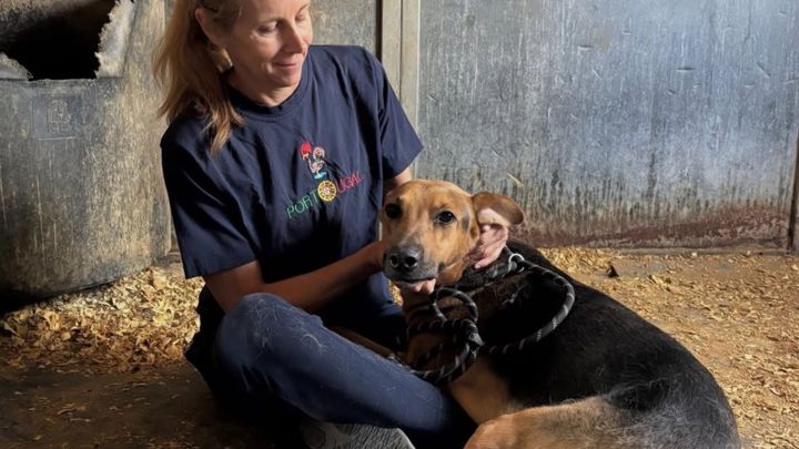 Help Save Rescue Dogs & Find Them Loving Homes campaign photo, 1 of 8