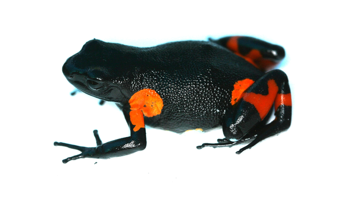 Foto della campagna Save the amphibians of Madagascar, 1 di 7