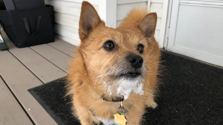 Please support our ongoing medical bills for Rosco campaign photo, 1 of 6