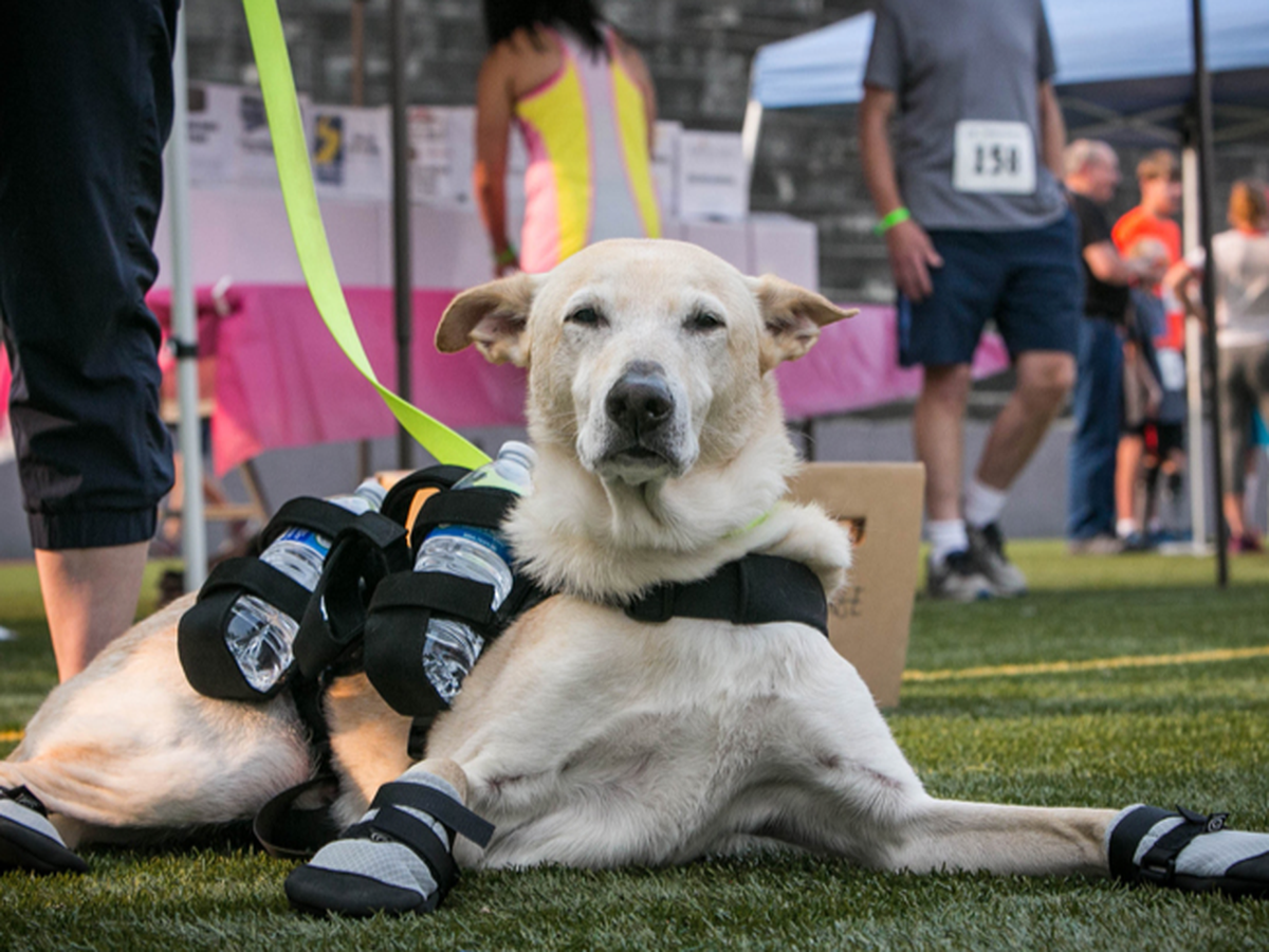 Fundraiser’s main image