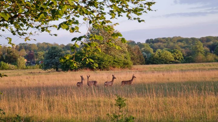 Save Downs Farm: Fight for Our Green Belt campaign photo, 1 of 3