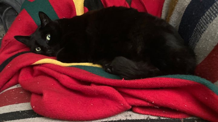 Carol Zaloom's last cat needs treatment for his tumors. campaign photo, 1 of 4
