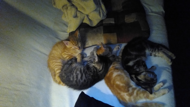 Urgent Help for Stray Cats in Need of Care campaign photo, 1 of 8