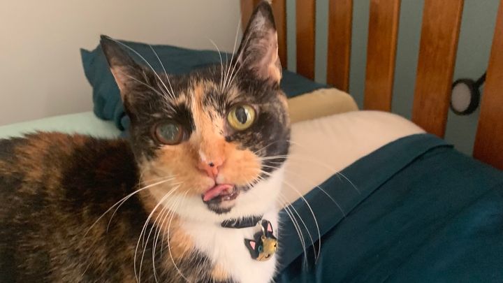 Please donate to help Mishu campaign photo, 1 of 2