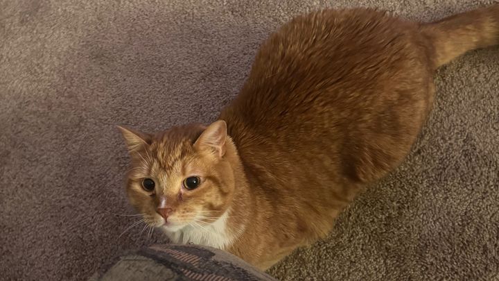Help My Sick Cat Get Urgent Care