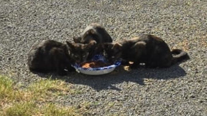 Hill Country Nursing and Rehab Feral Colony campaign photo, 1 of 5