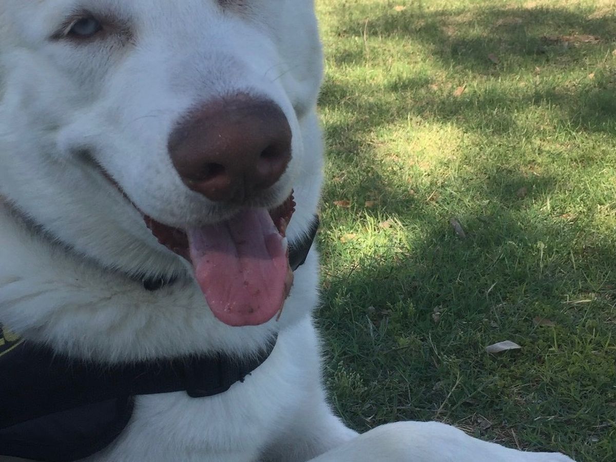 Help Yeti Pass Comfortably at Home campaign photo, 1 of 7