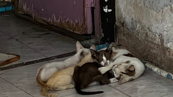 Kampagnen-Foto für Bitte HELFT den Katzen in Bangkok!!, 1 von 8