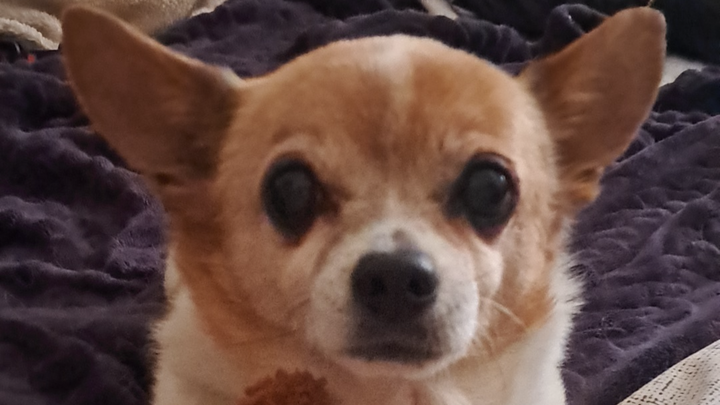 Teddy's Vet Visit: Immediate Help Needed campaign photo, 1 of 8