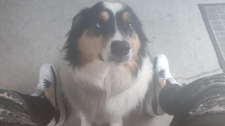 Relief for My Australian Shepherd’s Pain campaign photo, 1 of 3