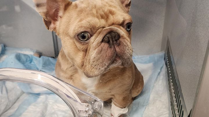 Help Winston Breathe: Urgent Surgery Needed campaign photo, 1 of 6