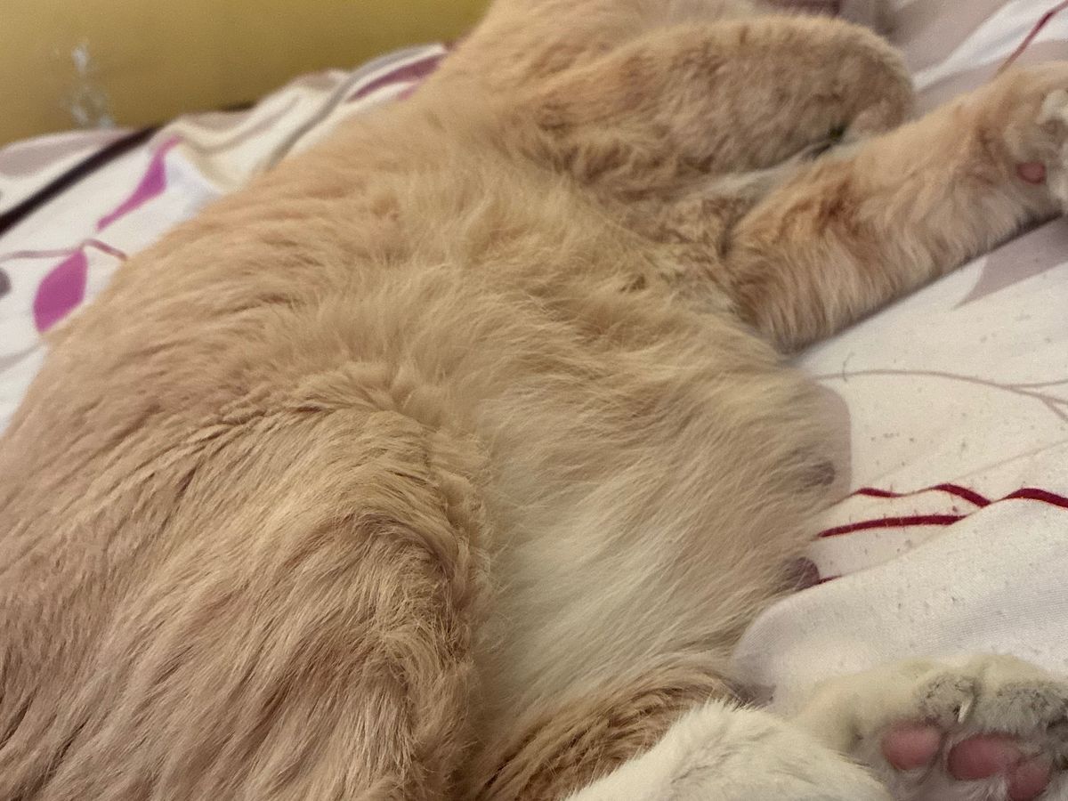 Help Save Our Beloved Cat from Bladder Blockage campaign photo, 1 of 7