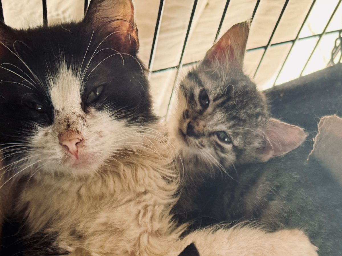 Help us spay-neuter abandoned cats prevent future misery campaign photo, 1 of 8